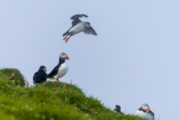 Close up view of the beautiful Puffins  -Fratercula- in the natural environment in the Mykines island -Faroe Islands 
