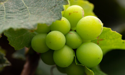 Close up of Bunch of Green Grapes on a Vine