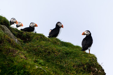 Close up view of the beautiful Puffins  -Fratercula- in the natural environment in the Mykines island -Faroe Islands 