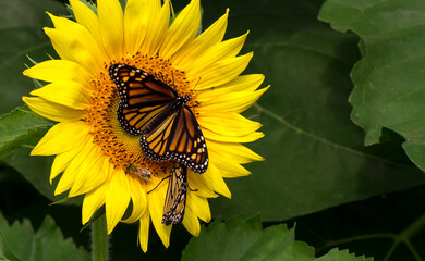 Monarch Butterflies and Honey Bee Pollinating a Sunflower © V