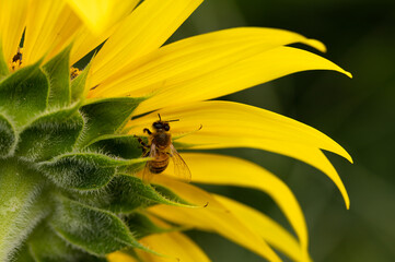 Honey Bee Resting on the Back of a Sunflower