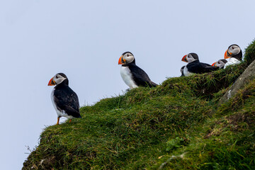 Close up view of the beautiful Puffins  -Fratercula- in the natural environment in the Mykines island -Faroe Islands 