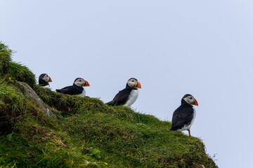 Close up view of the beautiful Puffins  -Fratercula- in the natural environment in the Mykines island -Faroe Islands 
