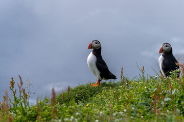 Close up view of the beautiful Puffins  -Fratercula- in the natural environment in the Mykines island -Faroe Islands 