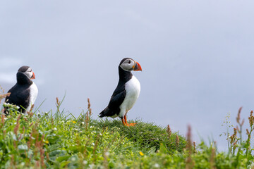 Close up view of the beautiful Puffins  -Fratercula- in the natural environment in the Mykines island -Faroe Islands 