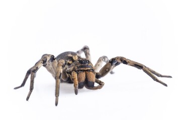 Beauty Mexican tarantula spider female