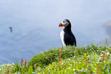 Close up view of the beautiful Puffins  -Fratercula- in the natural environment in the Mykines island -Faroe Islands 