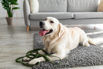 Adorable golden retriever lying on soft carpet with leash, waiting for his daily walk at home, copy...