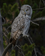 Great Gray Owl