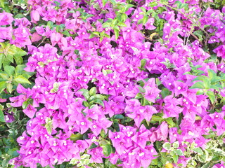 Obraz premium Pink and purple bougainvillea in full bloom
