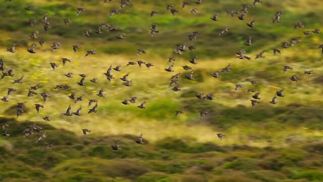 Majestic view of migrating Trush bird flying against yellow green grass background, tracking shot, day