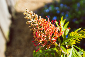 native Australian red grevillea plant with flower outdoor in beautiful tropical backyard