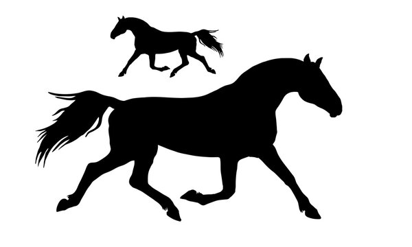 a set of silhouettes of trotter horses , black images isolated on a white background 