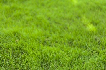 Beautiful green grass texture