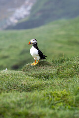 Close up view of the beautiful Puffins  -Fratercula- in the natural environment in the Mykines island -Faroe Islands 