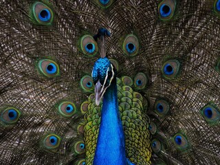 Obraz premium peacock with feathers out