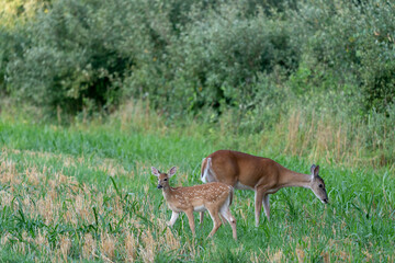 Obraz na płótnie Canvas A whitetail doe and its fawn grazing in a grassy meadow.