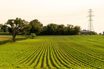 A field of soybeans with a hydro power line in the background.