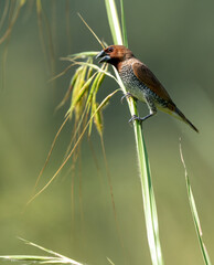 A Scaly Breasted Munia on perched on a stalk of grass in the bright sunlight.
