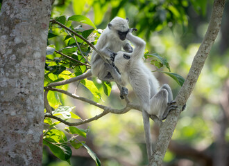 Two langurs playing in a tree in the jungle of the Chitwan National Park in Nepal.