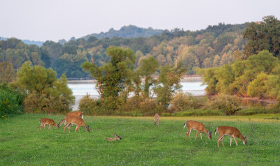 A small group of whitetail deer grazing in a grassy meadow in the evening light.