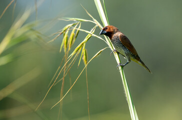 A Scaly Breasted Munia on perched on a stalk of grass in the bright sunlight.
