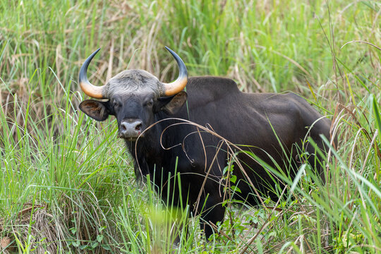 A wild gaur hiding in the tall grasses in the jungle.