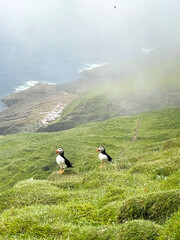 Close up view of the beautiful Puffins  -Fratercula- in the natural environment in the Mykines island -Faroe Islands 