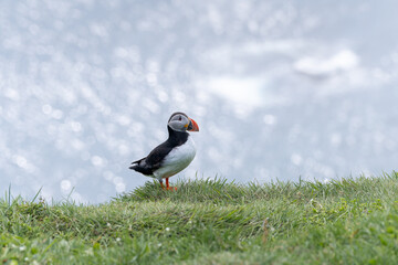 Close up view of the beautiful Puffins  -Fratercula- in the natural environment in the Mykines island -Faroe Islands 