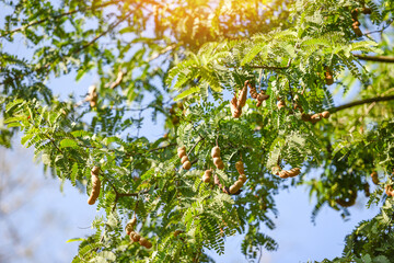 Fototapeta na wymiar Tamarind tree, ripe tamarind fruit on tree with leaves in summer background, Tamarind plantation agricultural farm orchard tropical garden