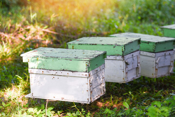 Bee apiary bee hive for harvesting honey, Beekeeper beehive with bees flying to the landing boards. Apiculture