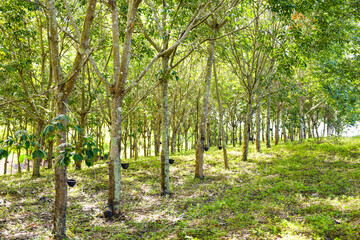 Fototapeta premium Rubber plantations with rubber tree agriculture asia for natural latex tree in garden of thailand
