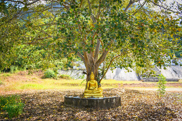 Bodhi tree and green bodhi leaf with Buddha statue at temple thailand, Tree of buddhism - Powered by Adobe