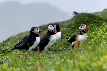 Close up view of the beautiful Puffins  -Fratercula- in the natural environment in the Mykines island -Faroe Islands 