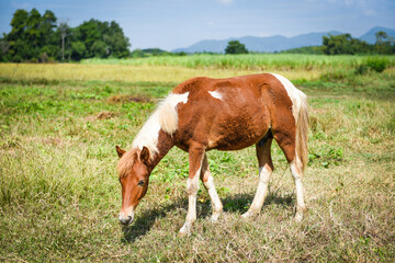 Fototapeta na wymiar Red horse or brown horse grazing eat grass on field