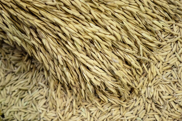 Background of golden paddy rice and rice seed