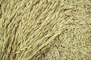 Background of golden paddy rice and rice seed