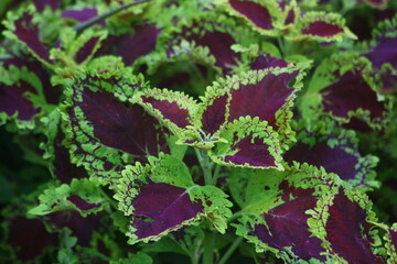 Miana plants with red and green colors that look beautiful and fresh growing in the yard