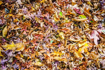 Fall leaves background