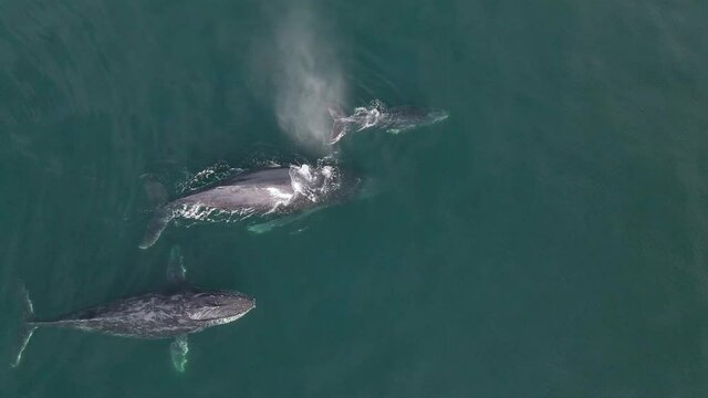 Humpback whales surfacing and breathing air, pod of whales swimming in ocean