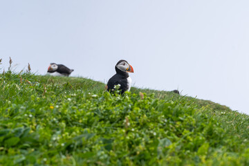 Close up view of the beautiful Puffins  -Fratercula- in the natural environment in the Mykines island -Faroe Islands 