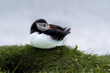 Close up view of the beautiful Puffins  -Fratercula- in the natural environment in the Mykines island -Faroe Islands 