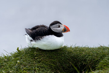 Close up view of the beautiful Puffins  -Fratercula- in the natural environment in the Mykines island -Faroe Islands 