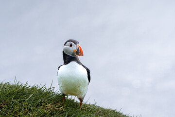 Close up view of the beautiful Puffins  -Fratercula- in the natural environment in the Mykines island -Faroe Islands 