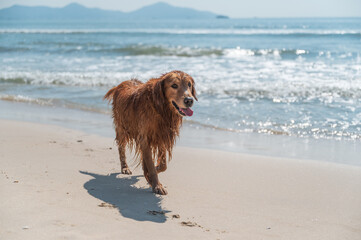 Golden Retriever playing happily at the beach