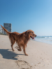 Golden Retriever playing happily at the beach