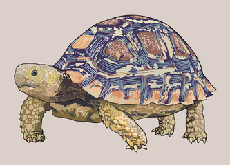 Leopard tortoise drawing, beautiful, art.illustration, vector