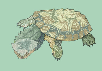 Mata mata turtle drawing, predator, art.illustration, vector