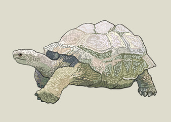 Aprican giant tortoise drawing, strong, exotic, art.illustration, vector