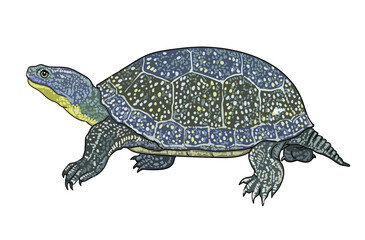Blanding turtle drawing, exotic, art.illustration, vector